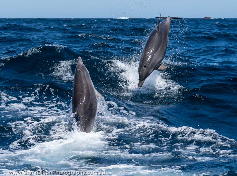 image of Tasman dolphins